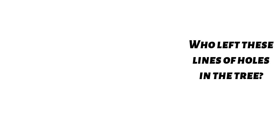 A tan smooth tree with vertical lines of small holes with the words, "Hint: I am sucking up tree sap and bugs".