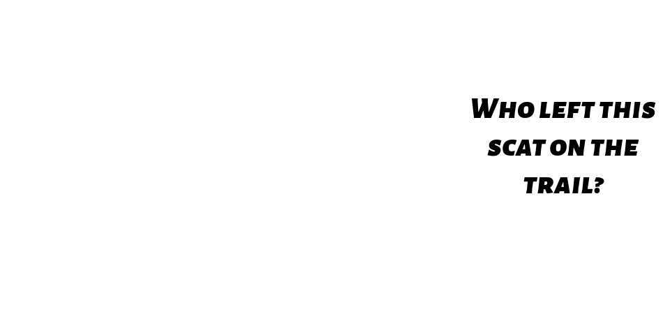 Animal scat on the side of the trail, with a text box reading, "Hint: I sneak around eating plants and animals."