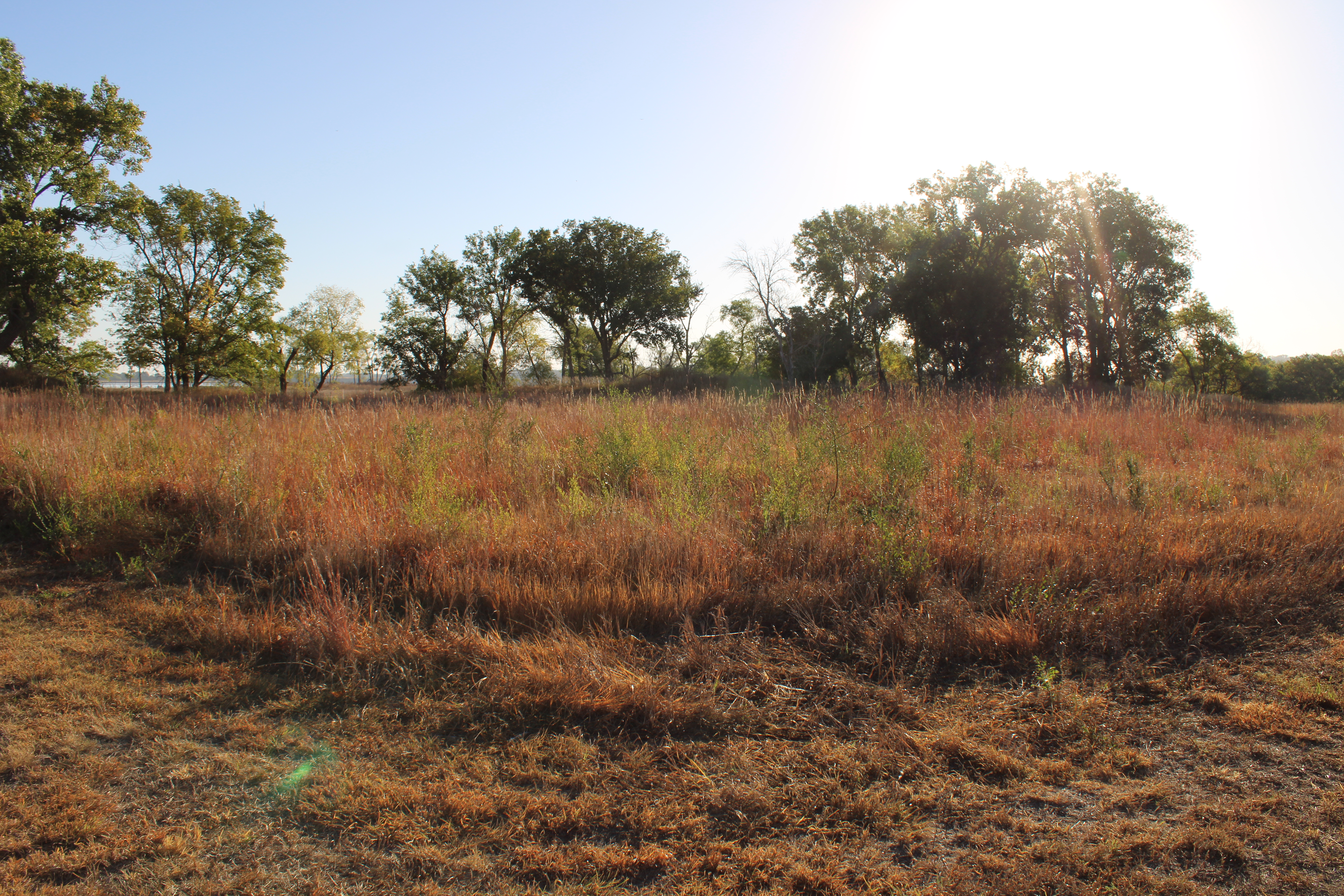 A prairie filled with tall grasses and green vegetation.
