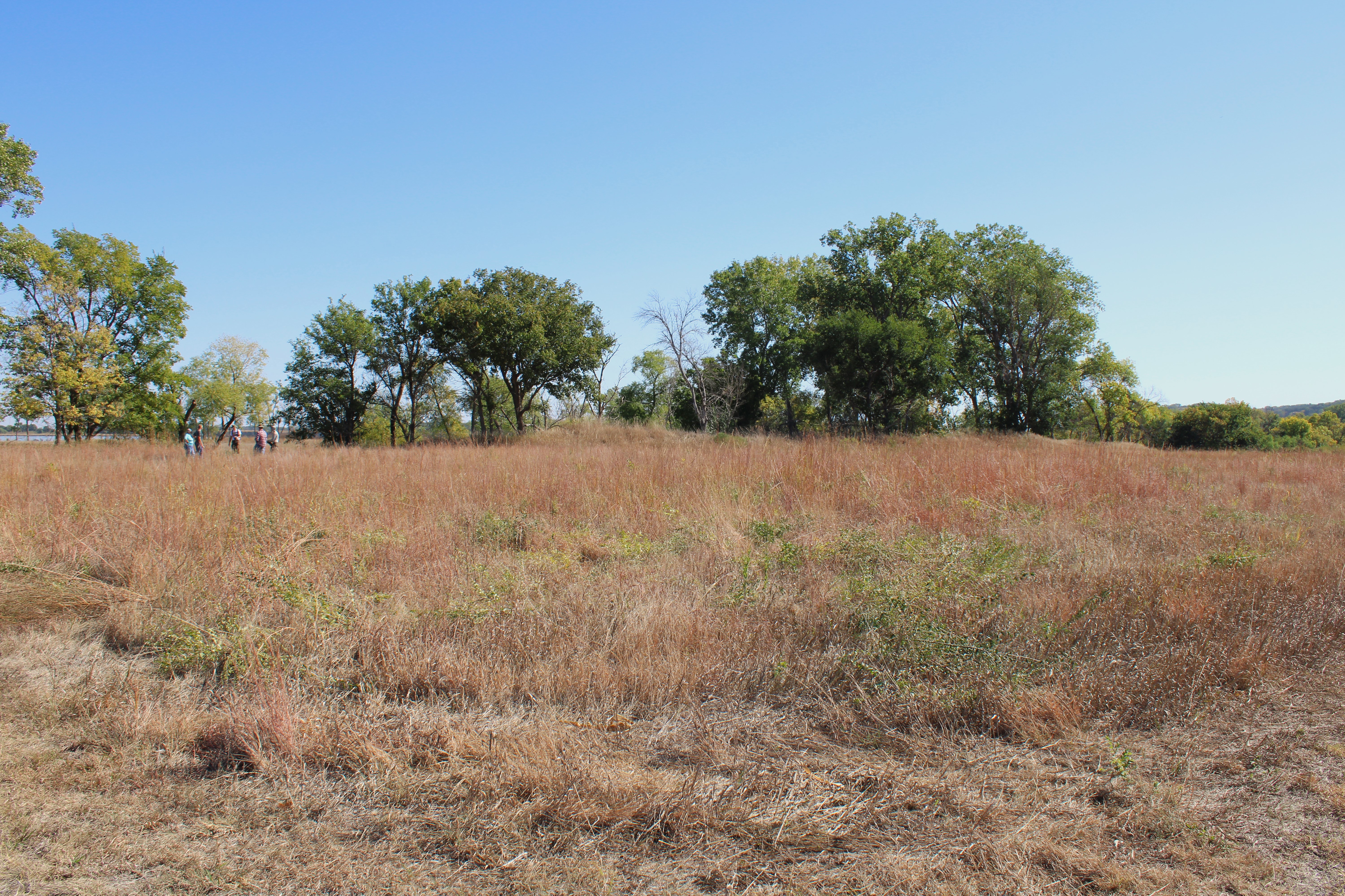 A prairie filled with tall grasses and green vegetation.