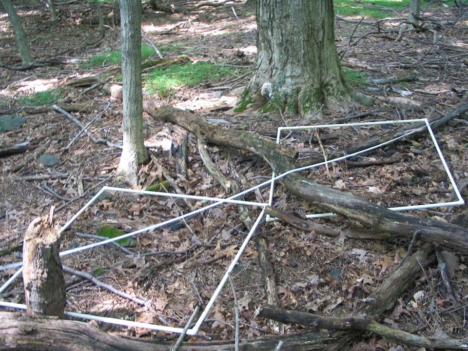 Squares made of PVC pipe for measurement are on bare forest floor with fallen leaves and wood, nothing green growing.