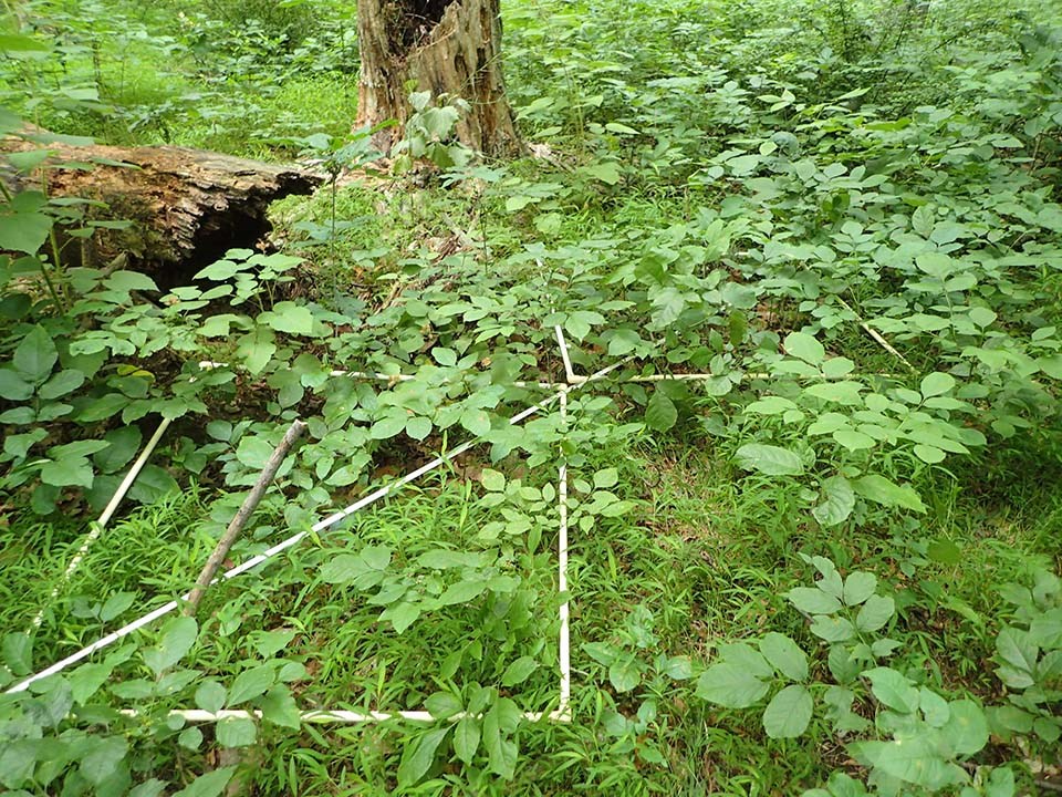Squares made of PVC pipe for measurement are on bare forest floor with fallen leaves and wood, nothing green growing.