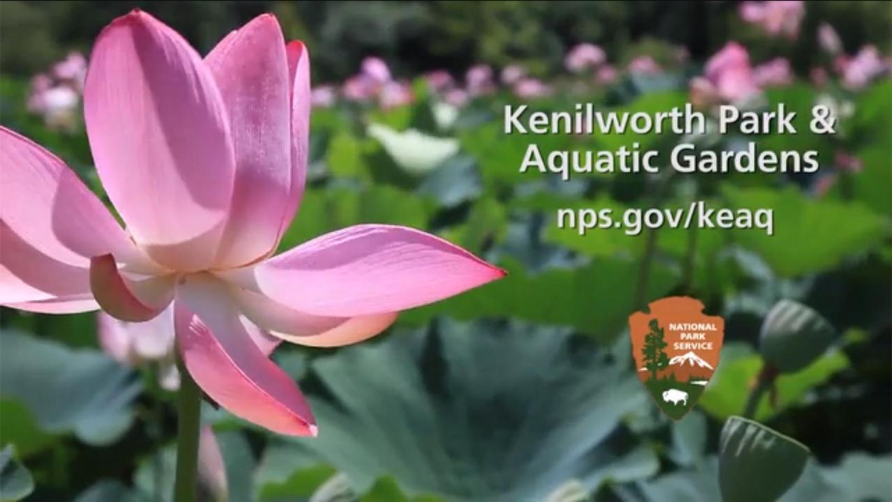 Kenilworth Park Aquatic Gardens U S National Park Service