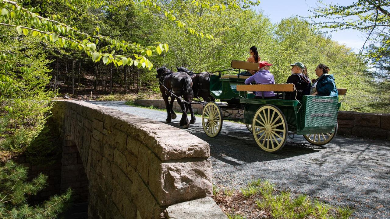 Remote Around Mountain carriage road winding through dense Acadia forest with dappled sunlight filtering through canopy