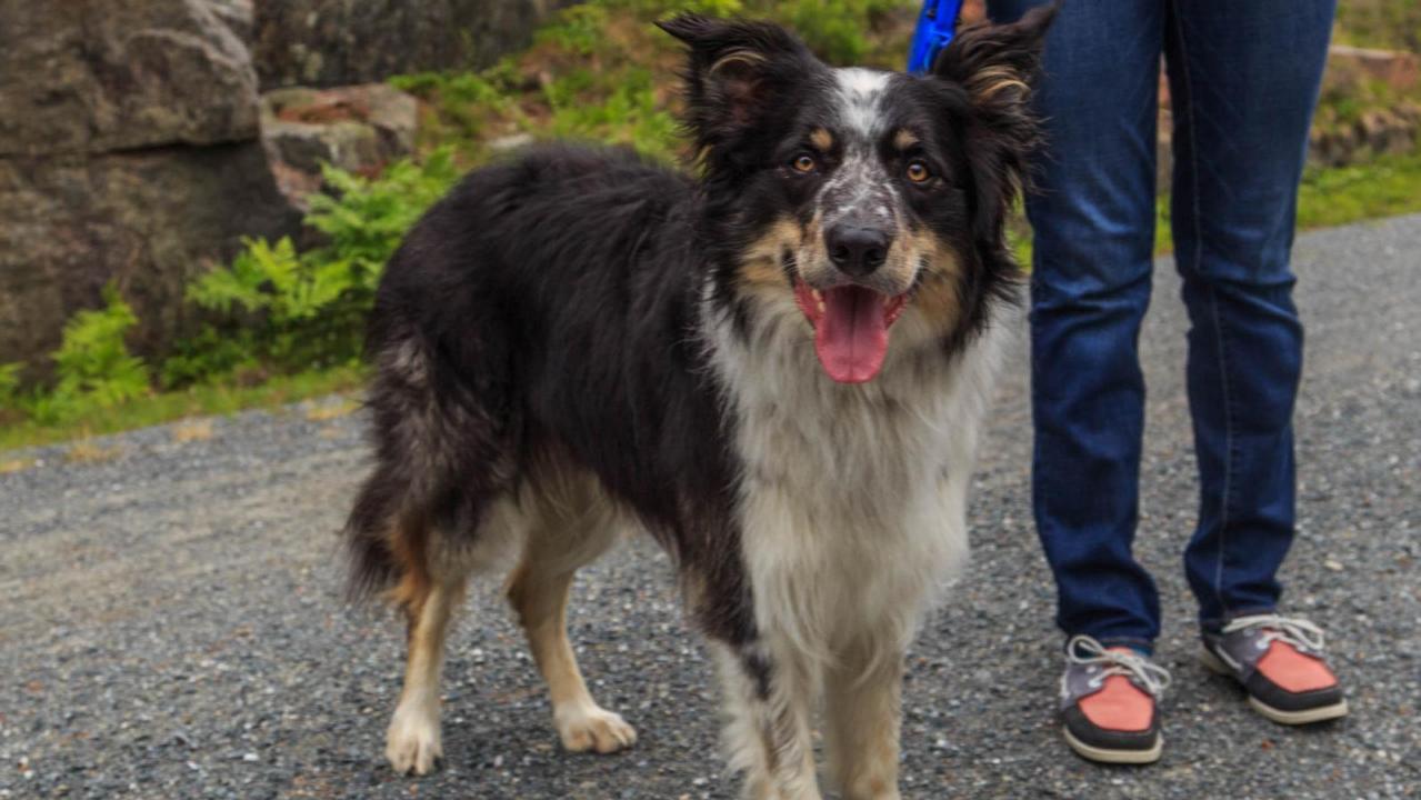 Can You Bring Dogs Into National Parks