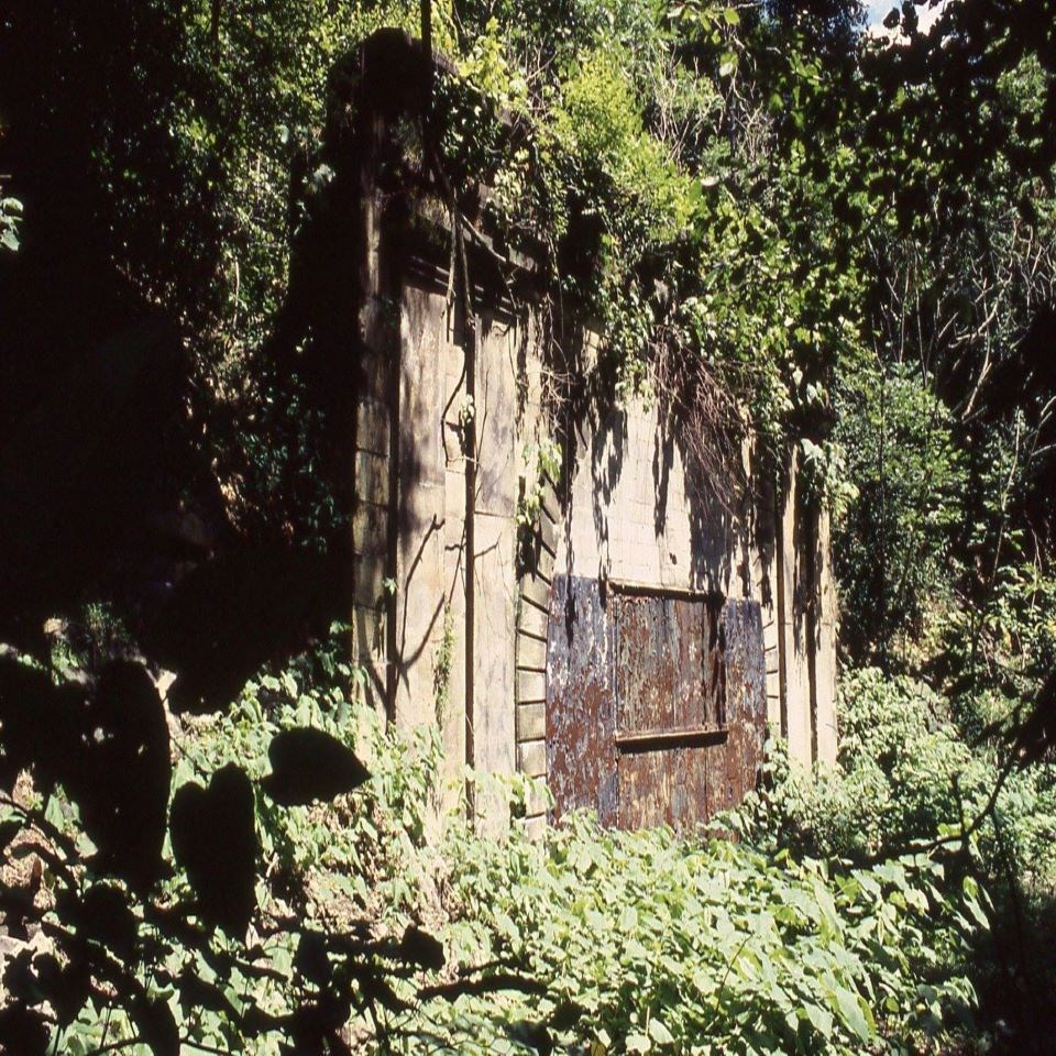 A railroad tunnel overgrown with vegetation.