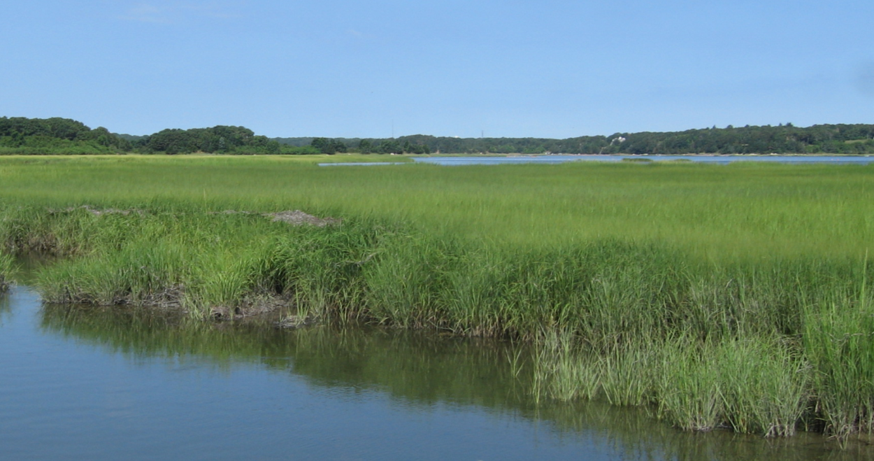 A view of a saltmarsh on a clear day with a stream beside healthy green vegetation.