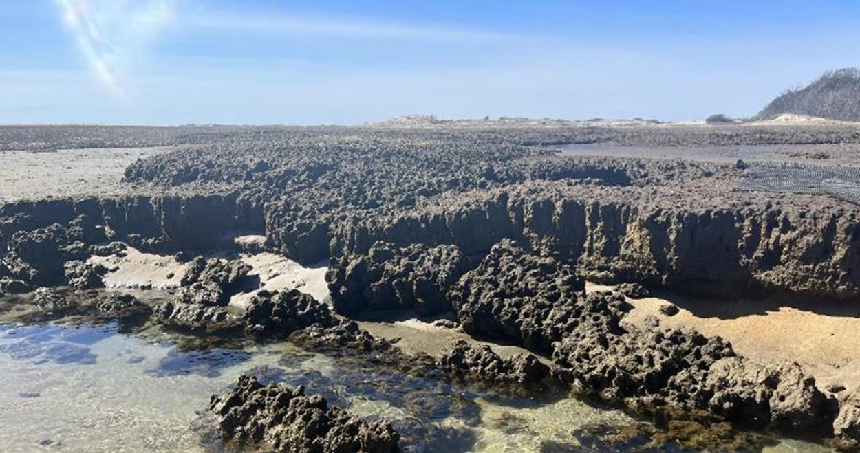 A view of a saltmarsh on a clear day with a stream beside healthy green vegetation.