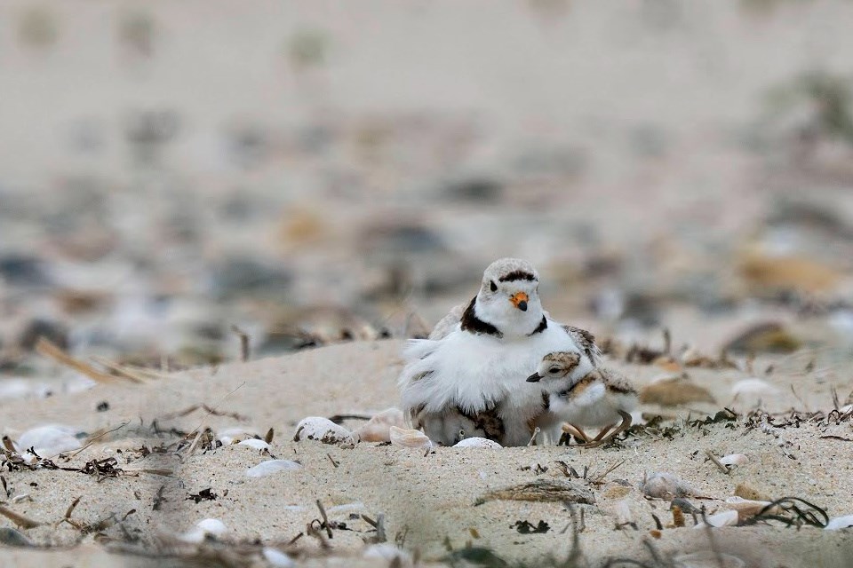 A tan and white chick stands with its wings spread on a sandy beach.