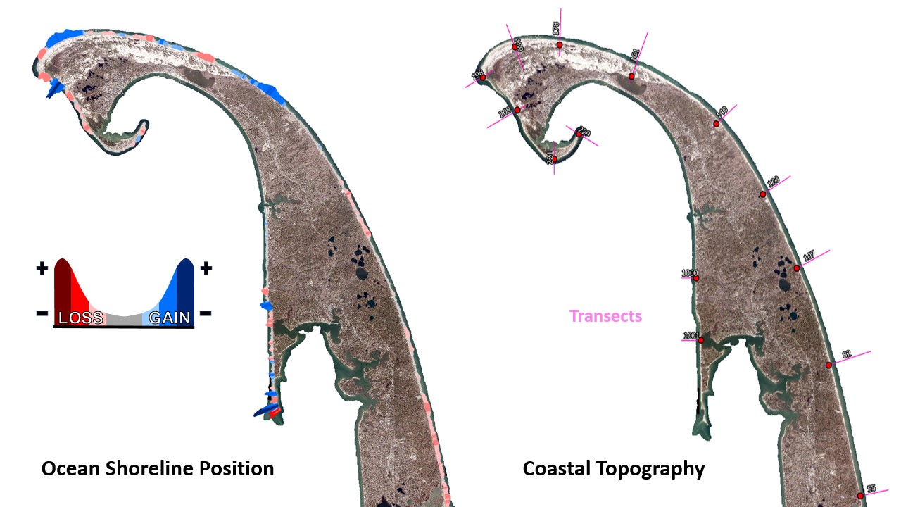 Two GIS Maps of Cape Cod, one labeled with transects (right) and one labeled with loss/gain of the shoreline (left).