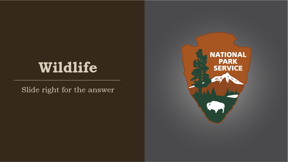 Wildlife, slide right for the answer, national park service arrowhead, the bison represents protected wildlife