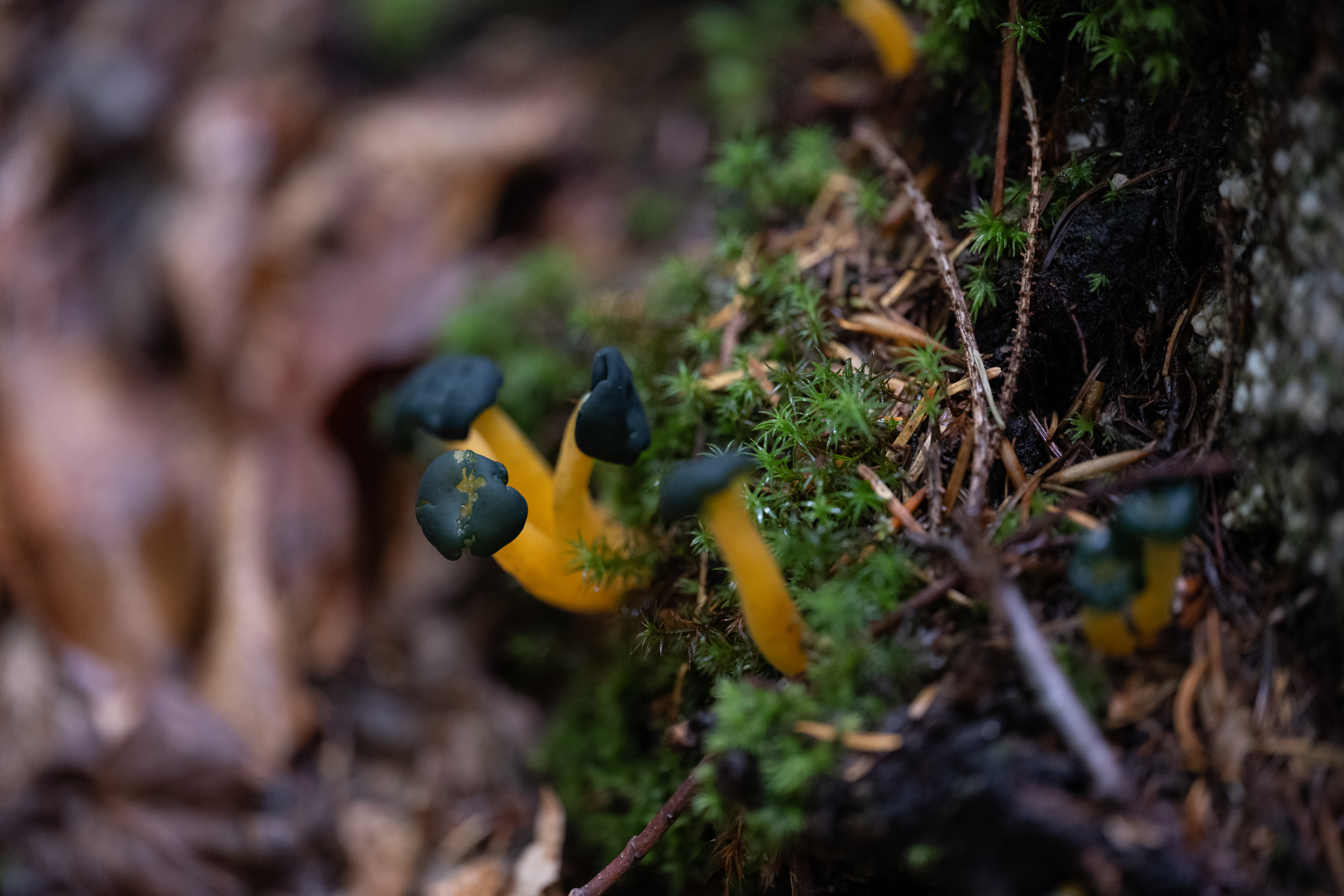 Mushrooms with yellow stems and black caps sit on a mossy piece of dirt. They are healthy and full.