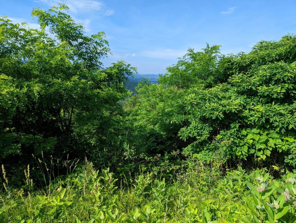 Trees and other greenery obstructing the view from Sawmill Ridge.