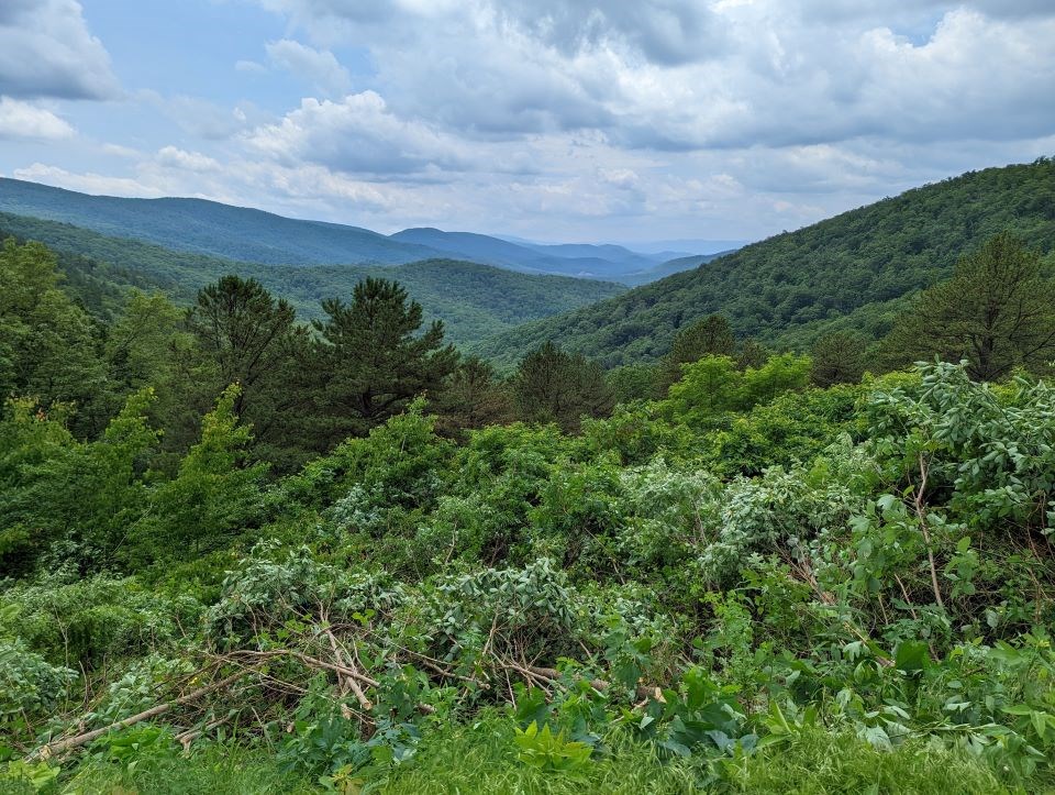 Trees and other greenery obstructing the view from Sawmill Ridge.