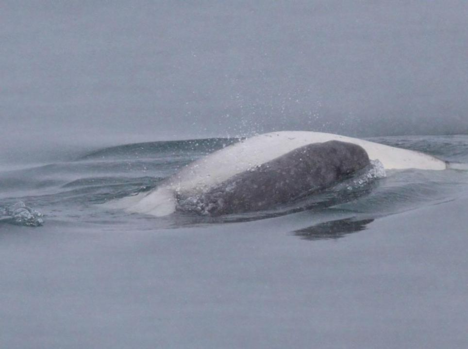 Beluga calls