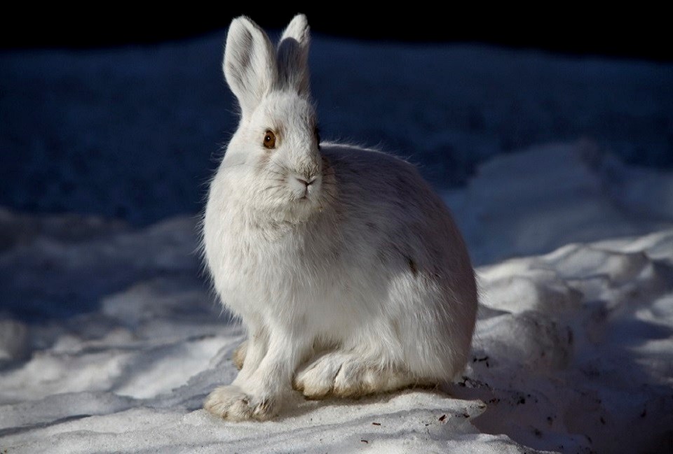 A white snowshoe hare sits at attention in snow