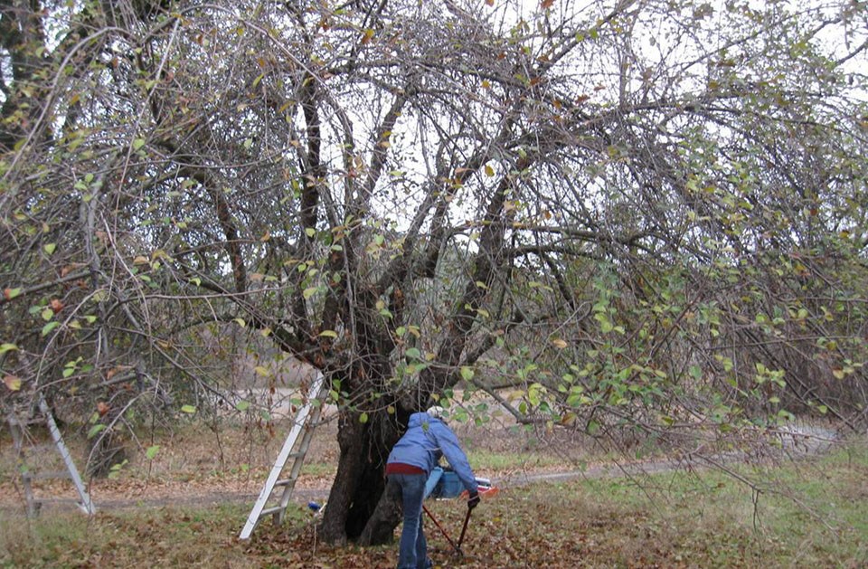 A person works near the base of a large apple tree with a canopy of dense, thin branches.
