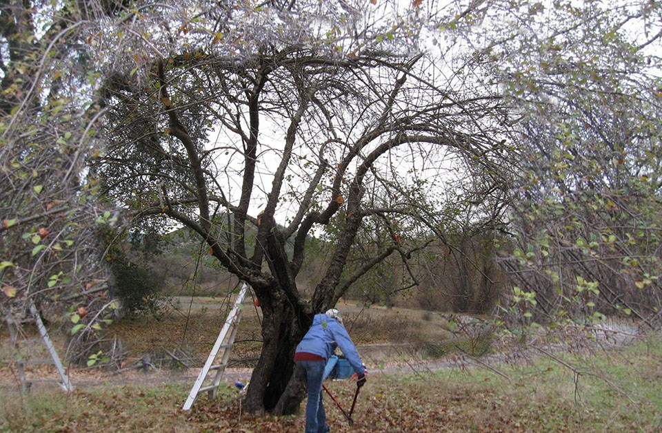 A person works near the base of a large apple tree with a canopy of dense, thin branches.