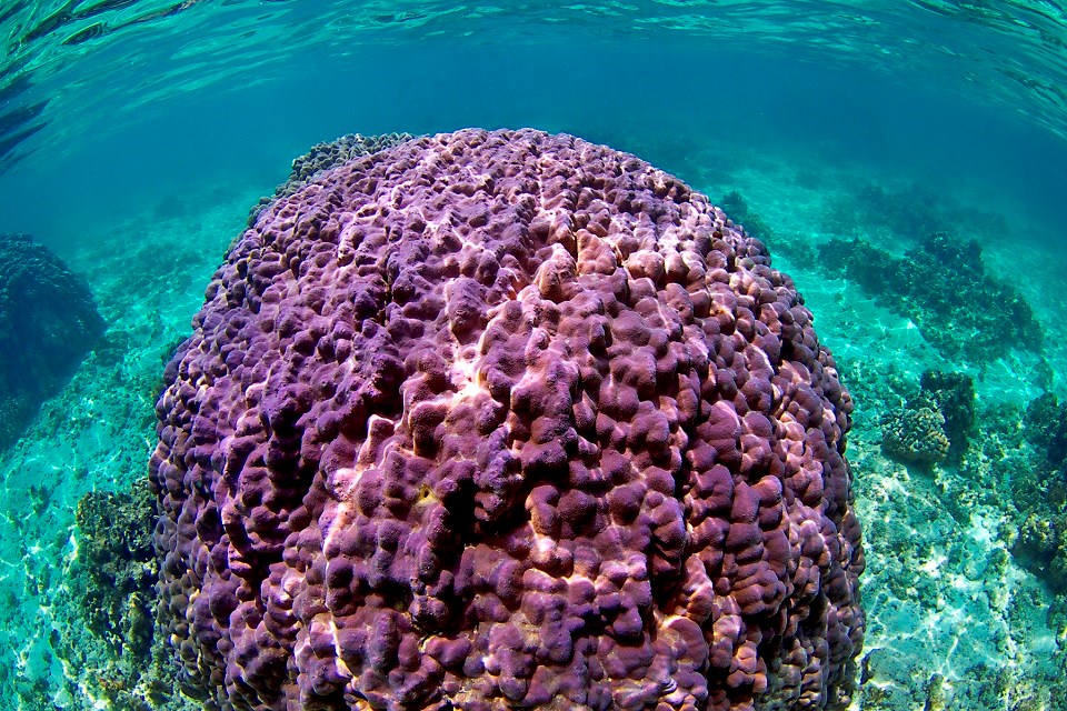 An underwater image of a healthy purple coral colony.