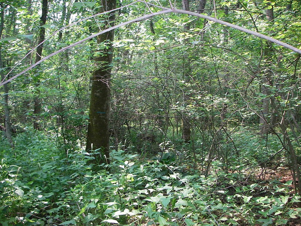 Ash-dominated swamp in 2007