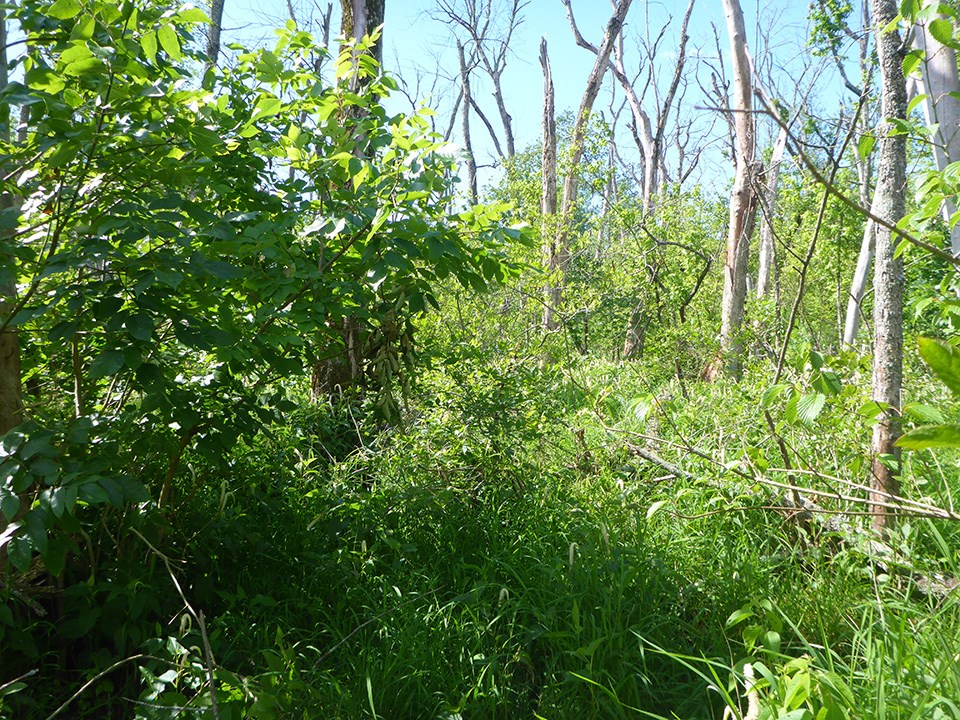 The Survivor Tree - American Forests
