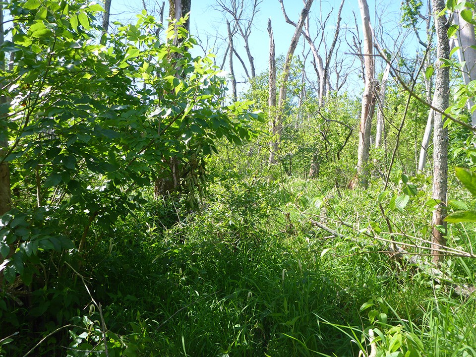 Ash-dominated swamp in 2007