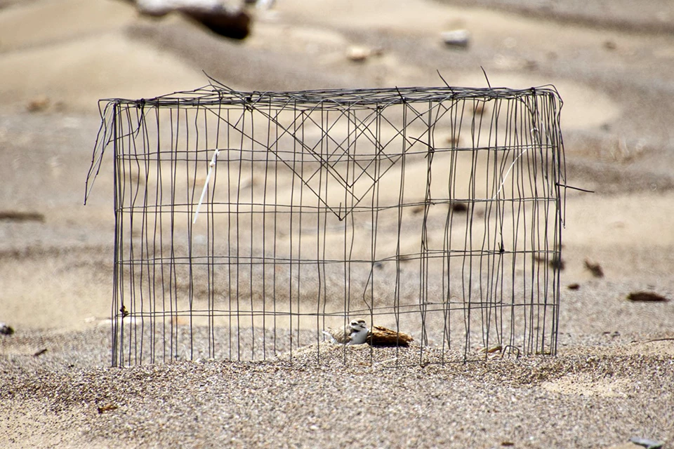 Large wire exclosure supported by several poles dwarfs the plover at its center.