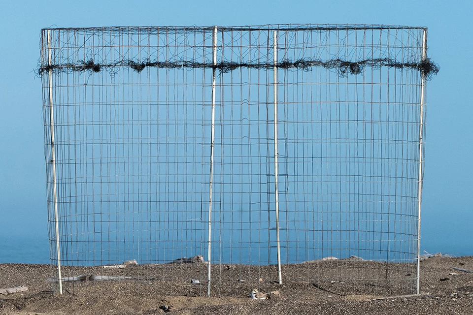 Large wire exclosure supported by several poles dwarfs the plover at its center.