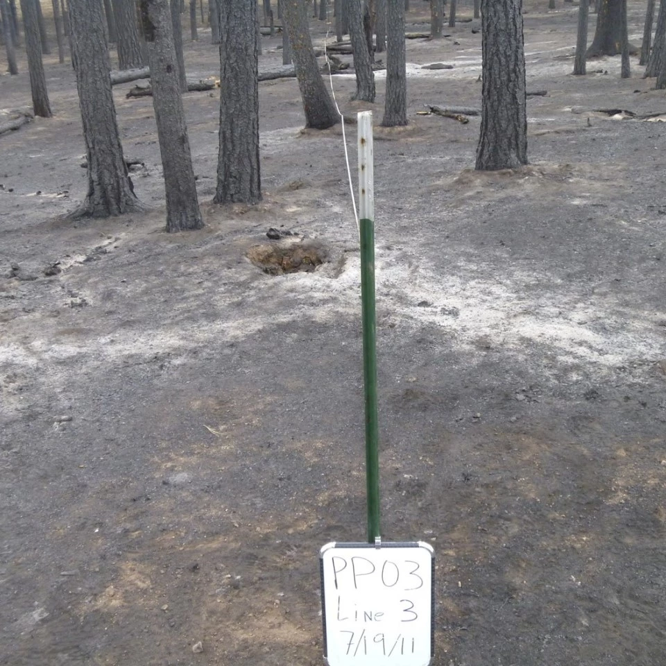 A charred, ashy forest floor with standing trees