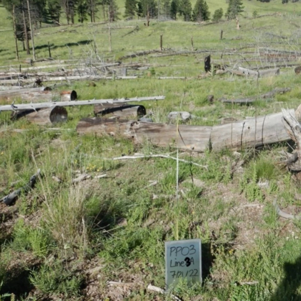 A charred, ashy forest floor with standing trees