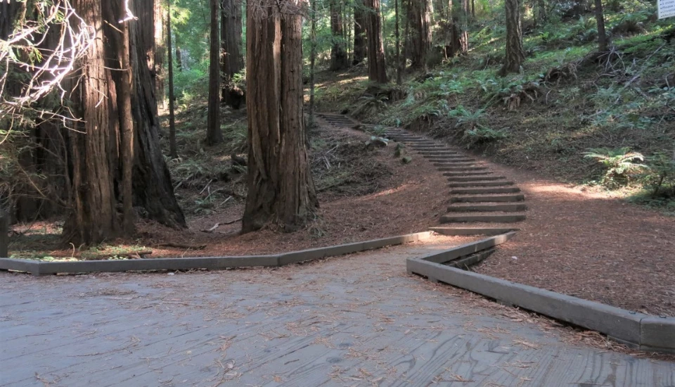A before being serviced photo of a wooden boardwalk covered with organic debris at Muir Woods National Monument.