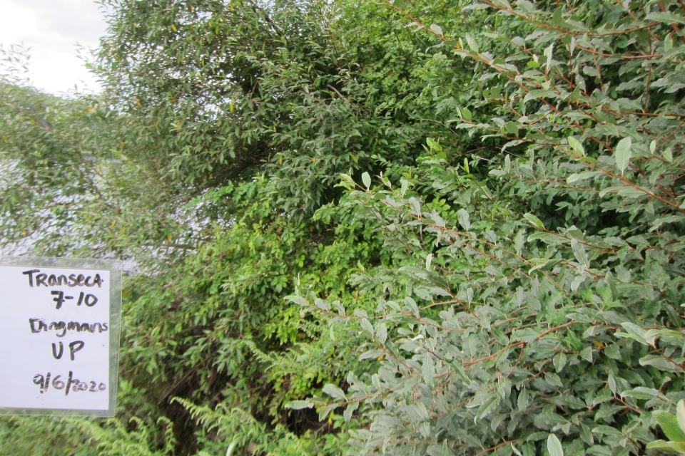 View of a transect showing exotic shrubs forming a dense shady thicket.