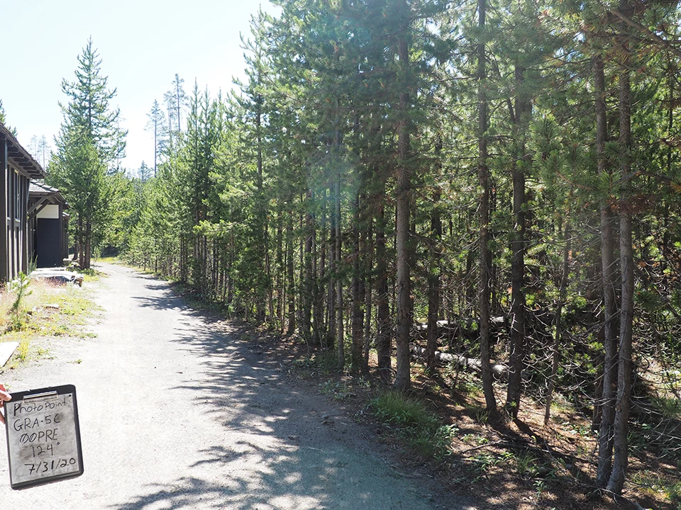 A structure and road border a dense young coniferous forest.