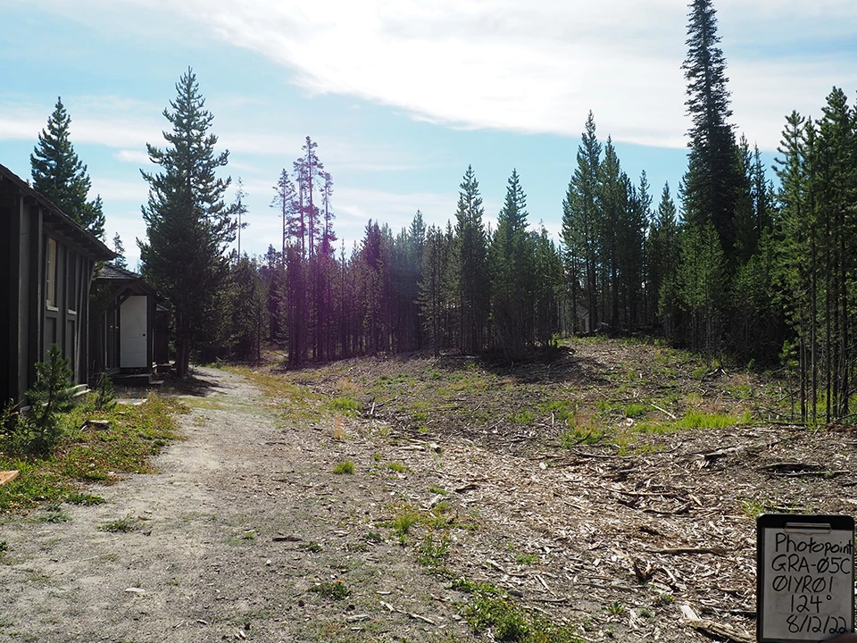 A structure and road border a dense young coniferous forest.