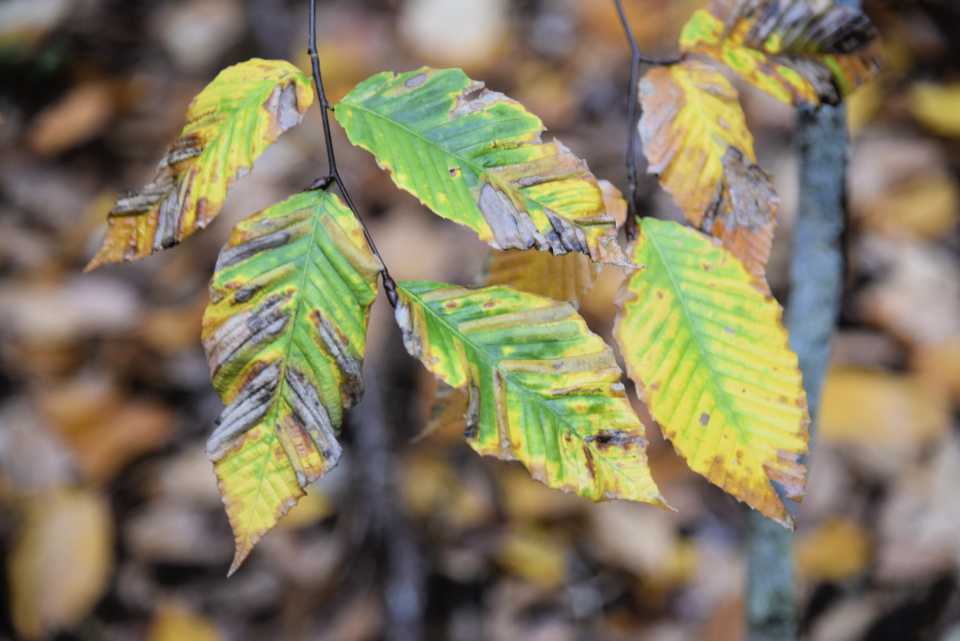 Shriveled beech leaves show darker bands in between the leaf veins.