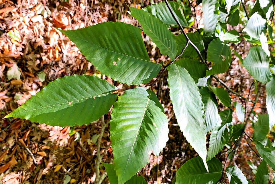 Shriveled beech leaves show darker bands in between the leaf veins.
