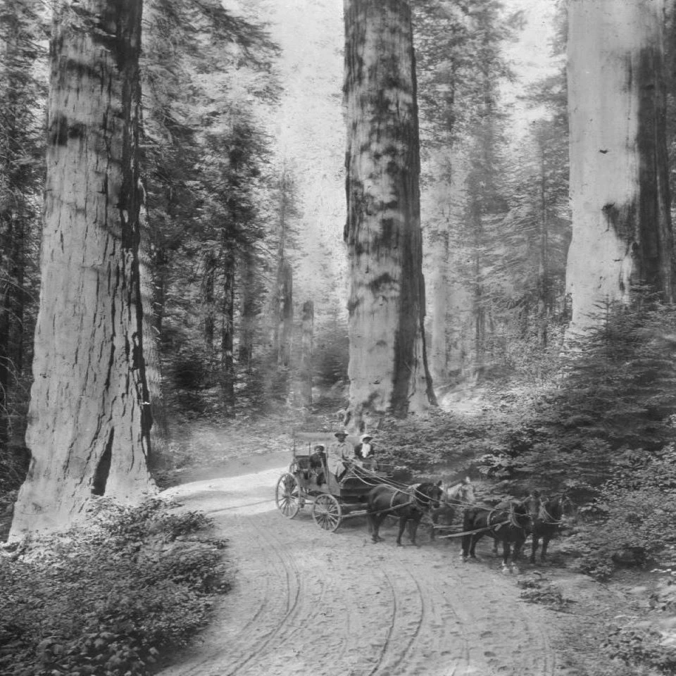 Black and white photo of a horse-drawn stagecoach with three people on it stopped on a dirt road under large trees.