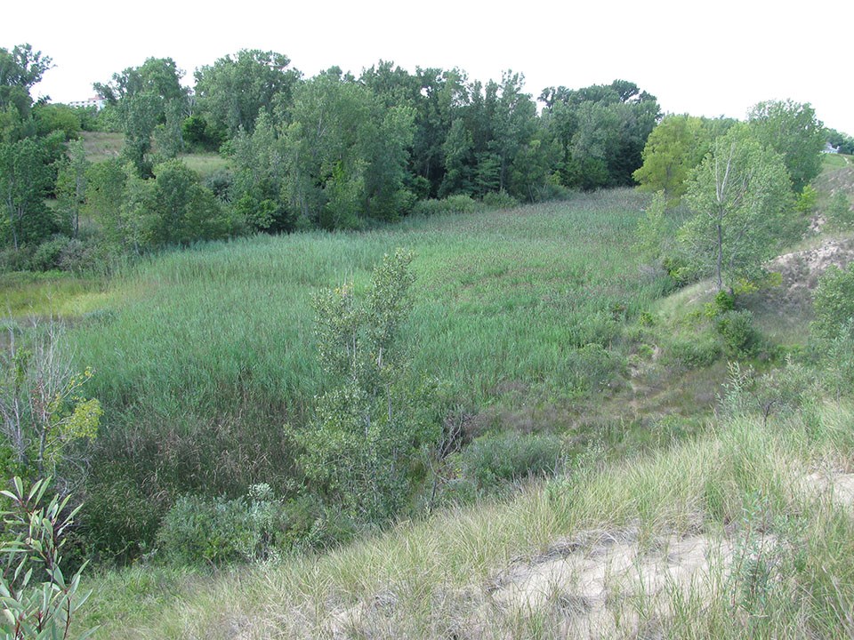 green grasses and vegetation cover a flat area of land