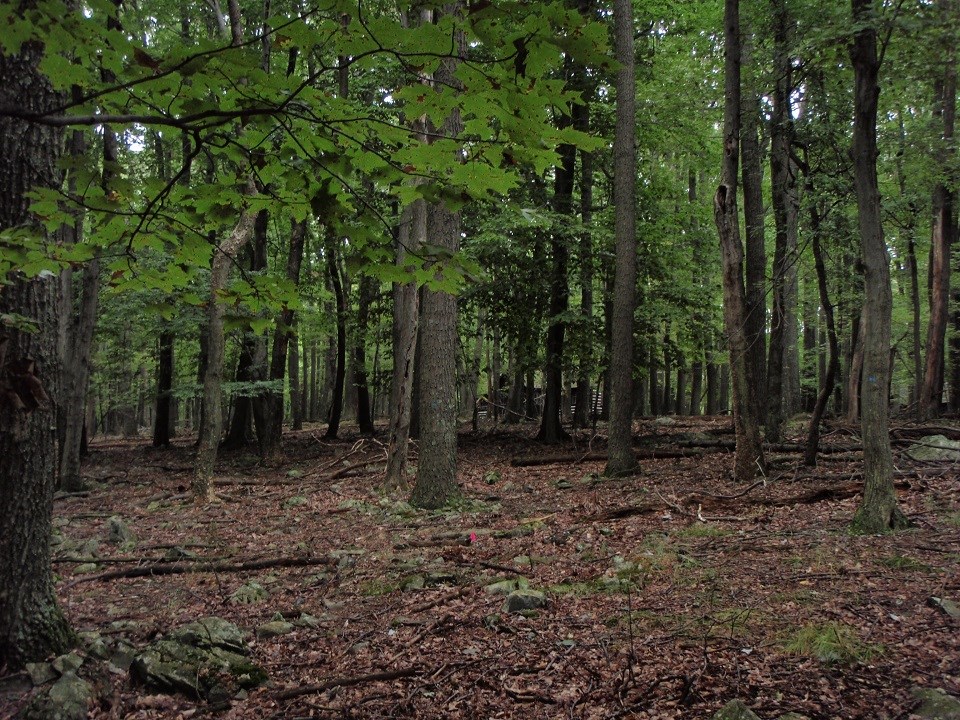 Forest with forest floor carpeted in dead leaves, devoid of vegetation.