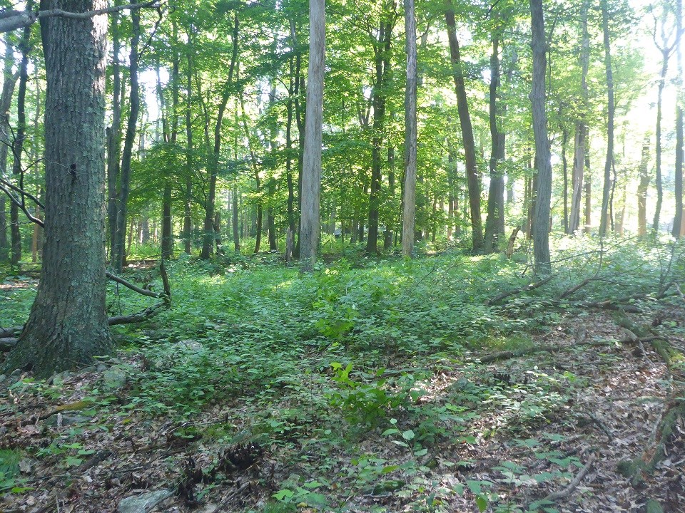 Forest with forest floor carpeted in dead leaves, devoid of vegetation.