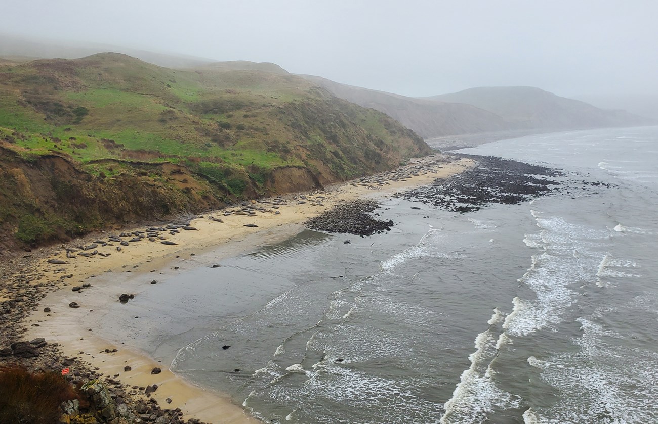 No beach. The ocean reaches right up to the very base of steep bluffs. Elephant seals are squeezed up against the bluffs.