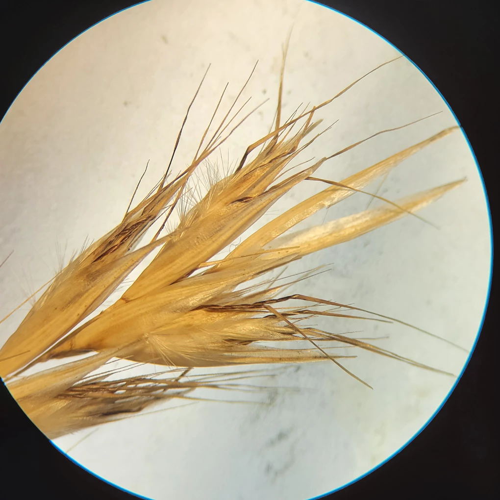 Yellowed grass inflorescence viwed up close through a microscope. Visible among the spikelets are small turts of fine hairs and spiral structures that extend into long bristles.
