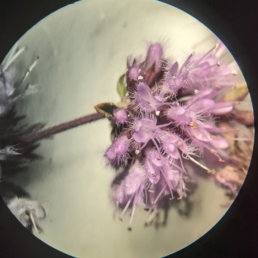 Yellowed grass inflorescence viwed up close through a microscope. Visible among the spikelets are small turts of fine hairs and spiral structures that extend into long bristles.