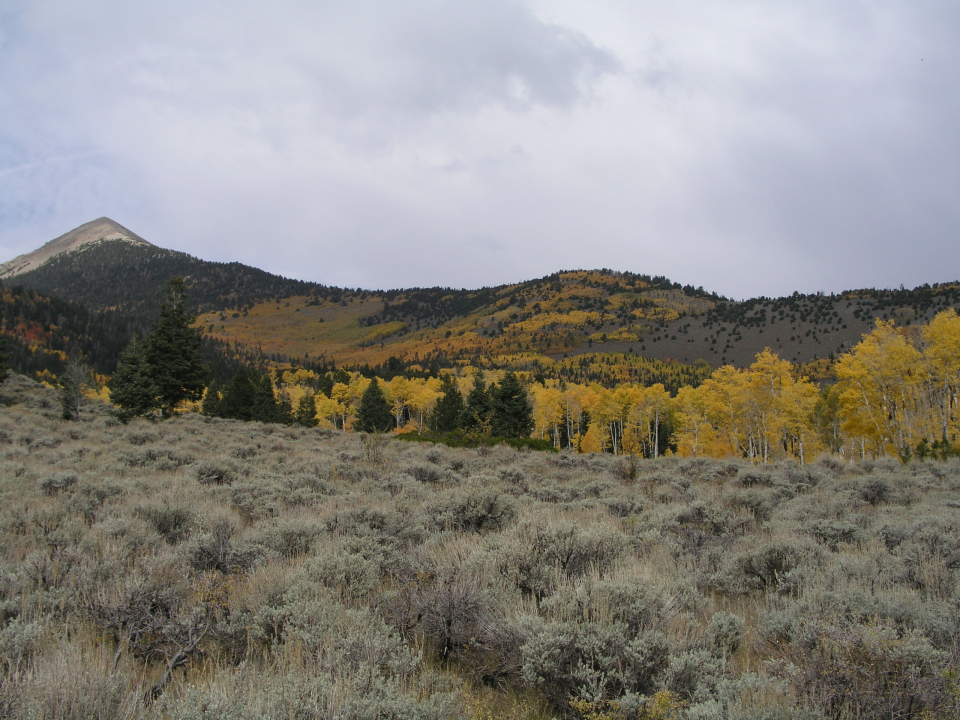 Close-up view of Sagebrush with hills of yellow and green trees in the background