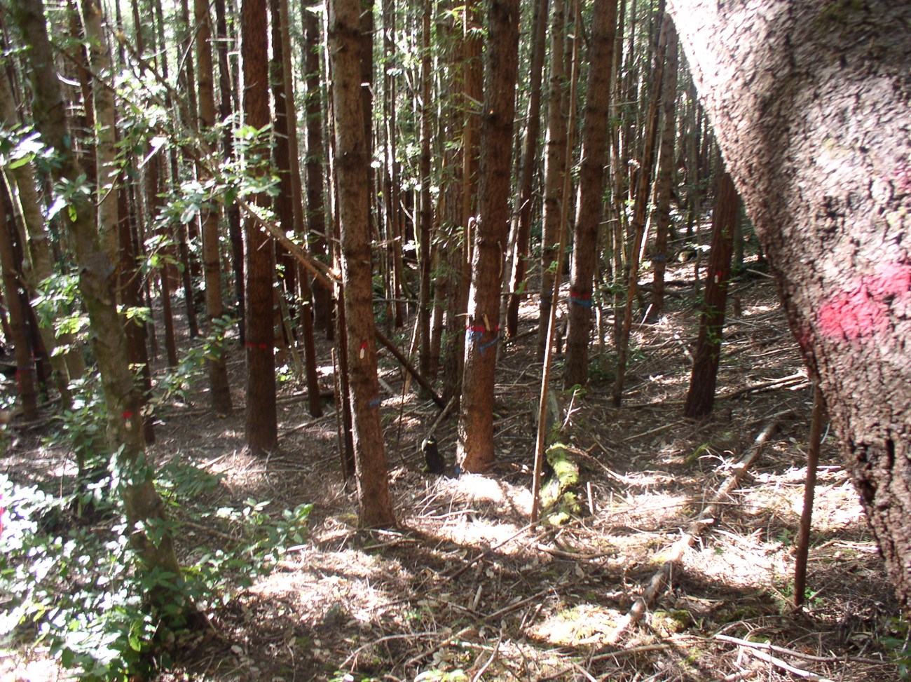 Dense thicket of trees, many with red spraypaint markings. There is virtually no undergrowth.