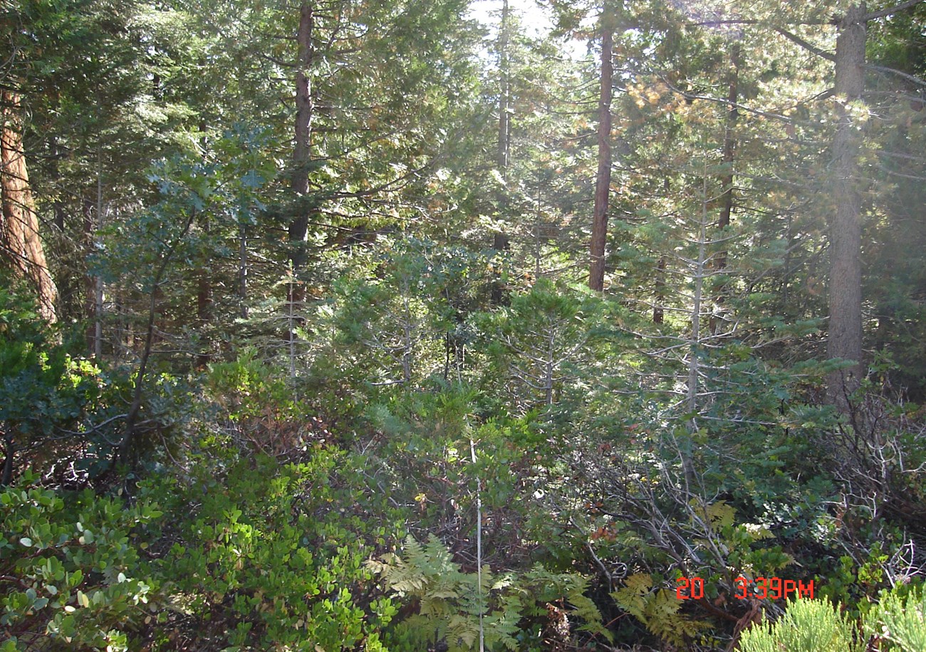 Dense thicket of vegetation, with a large sequoia trunk barely visible on the left.