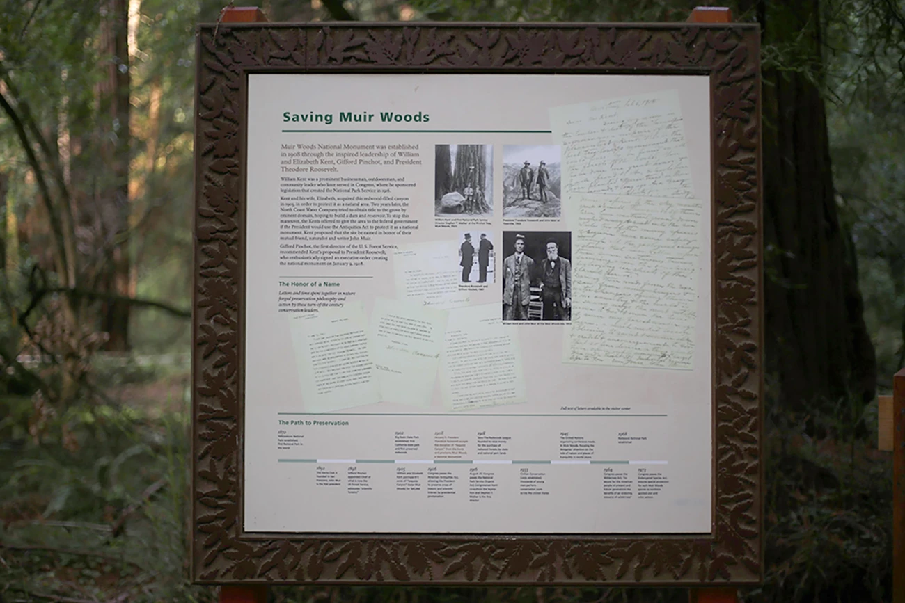 a sign titled "Saving Muir Woods" with text, black and white images, and a timeline at the bottom - the text of which is written at the bottom of this page