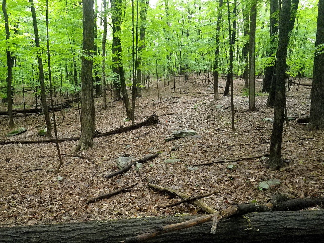 a healthy forest with overstory and understory plants