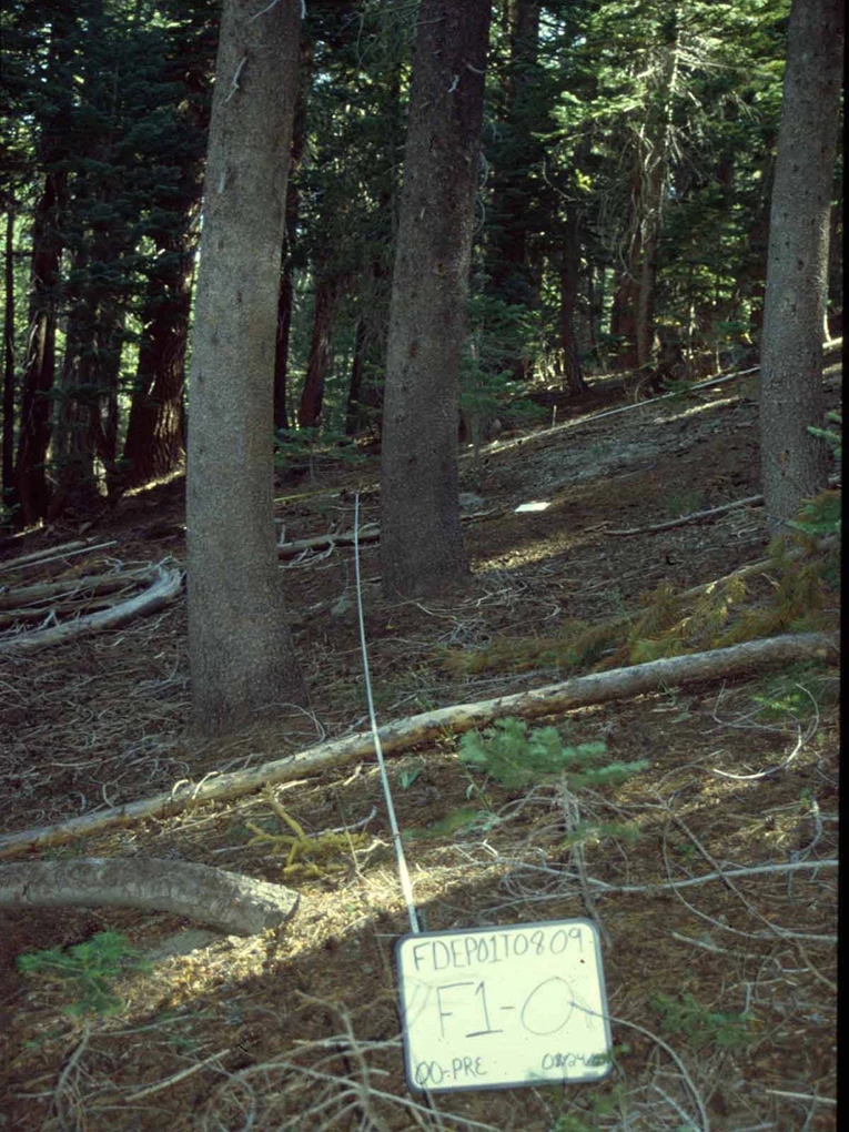 Photo of a fire effects monitoring plot in a mixed conifer forest showing the lower trunks of three trees in the foreground, and dense forest of trees in the background and a sign with the plot number..