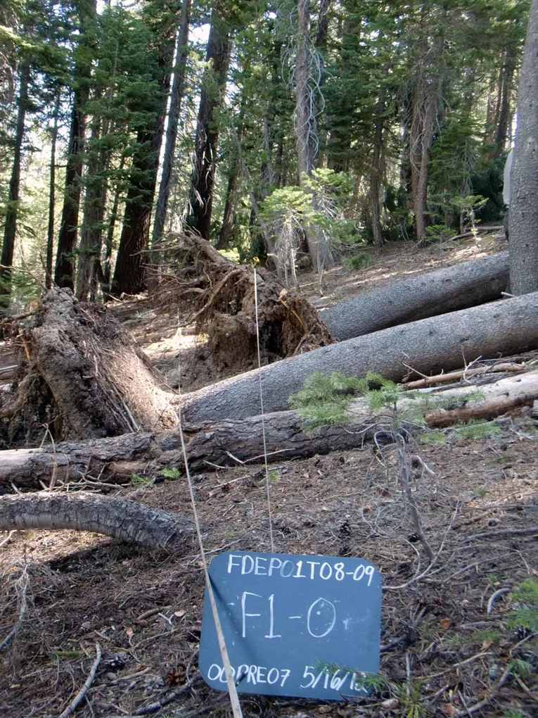 Photo of a fire effects monitoring plot in a mixed conifer forest showing the lower trunks of three trees in the foreground, and dense forest of trees in the background and a sign with the plot number..